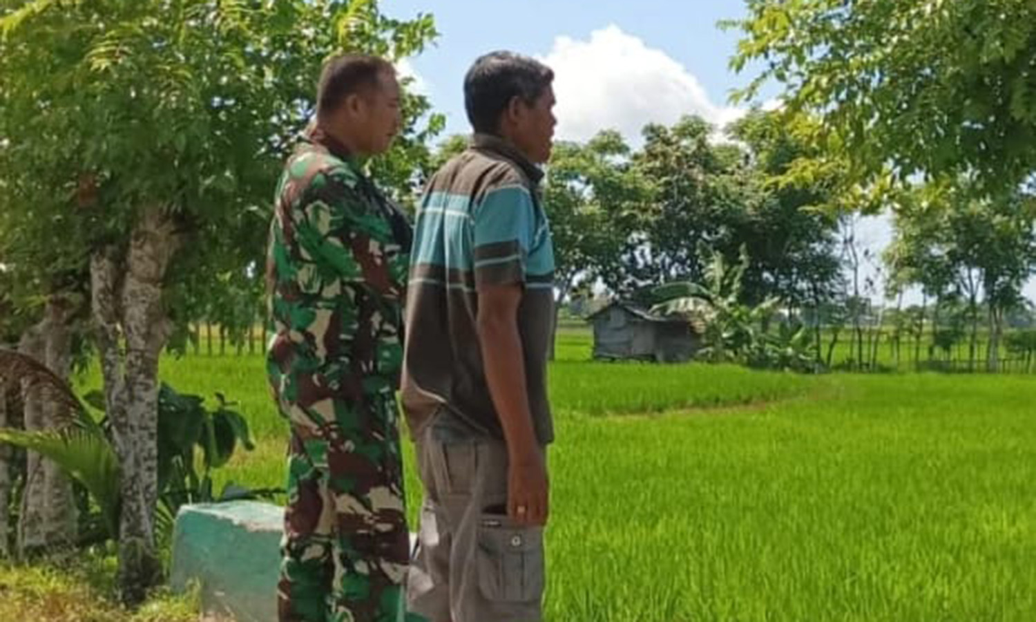 Babinsa Koramil 03/Pahunga Lodu Cek Perkembangan Tanaman Padi Milik Warga Desa Binaan