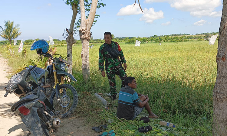 Babinsa Koramil 03/Pahunga Lodu Cek Perkembangan Tanaman Padi Milik Warga Desa Binaan Babinsa Koramil 03/Pahunga Lodu Cek Perkembangan Tanaman Padi Milik Warga Desa Binaan