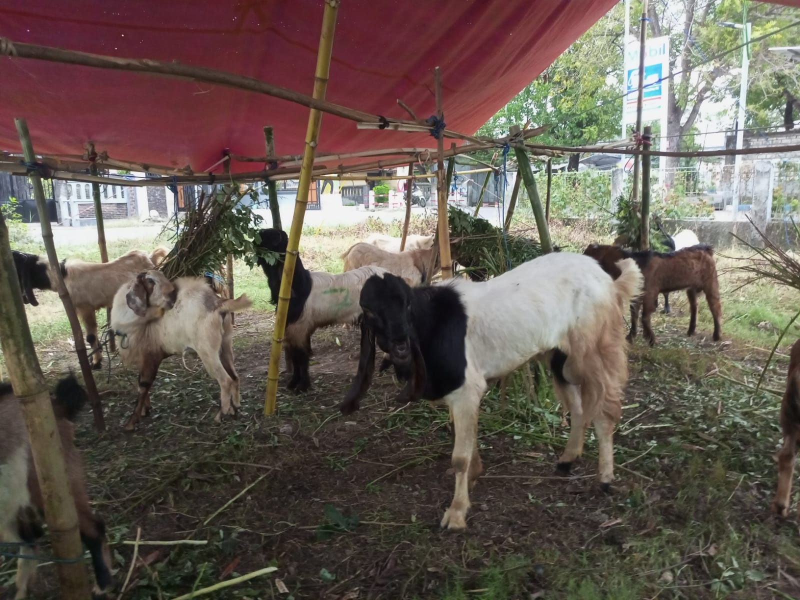 Banting Setir Bakul Wedus Idul Adha, Dulu Wartawan Media Online di Madiun