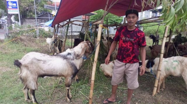 Banting Setir Bakul Wedus Idul Adha, Dulu Wartawan Media Online di Madiun