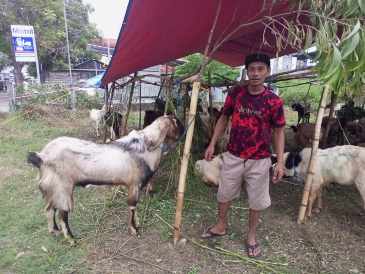 Banting Setir Bakul Wedus Idul Adha, Dulu Wartawan Media Online di Madiun