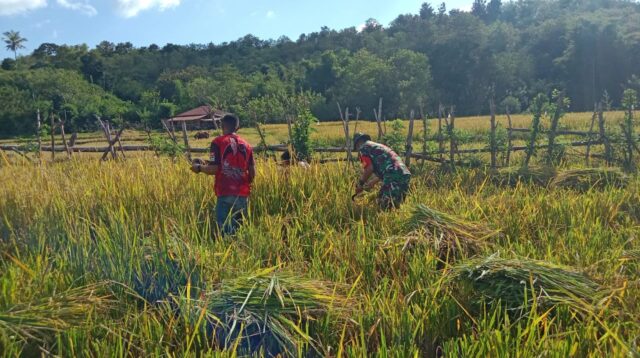 Dukung Ketersediaan Pangan Babinsa Tabundung Bantu Petani Panen Padi