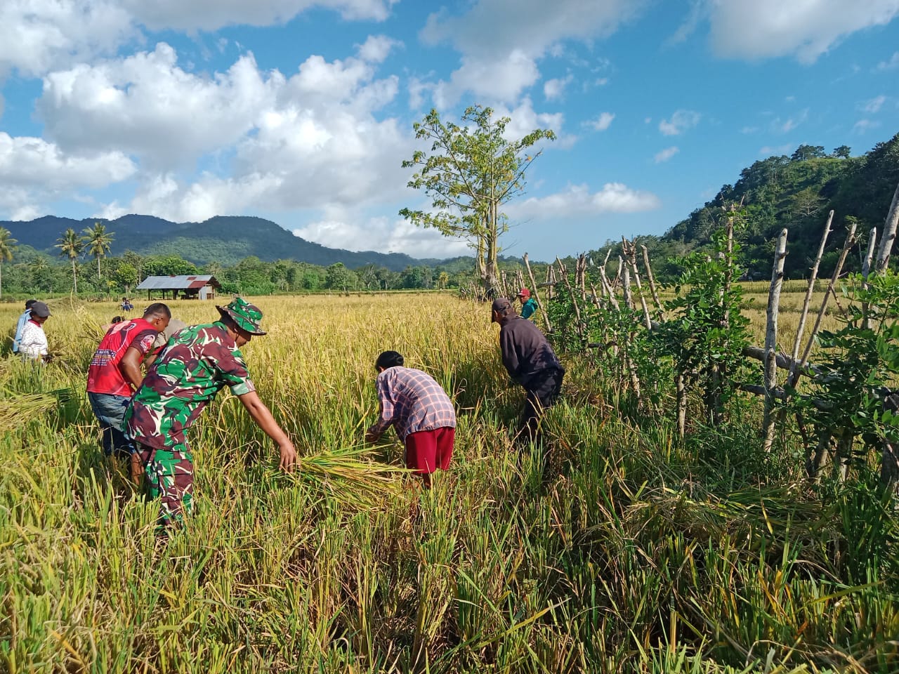 Dukung Ketersediaan Pangan Babinsa Tabundung Bantu Petani Panen Padi