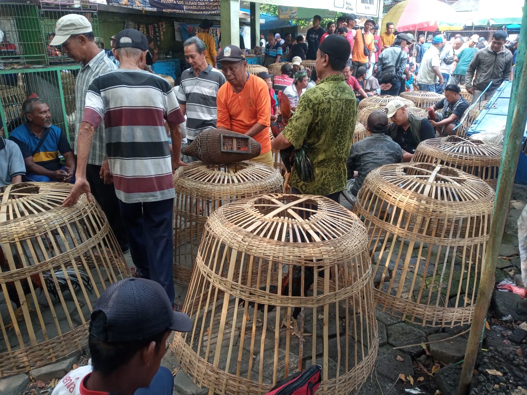 Riuhnya Menyaksikan Hobi Laki-laki Ngabar Jago di Pasar Manuk Madiun