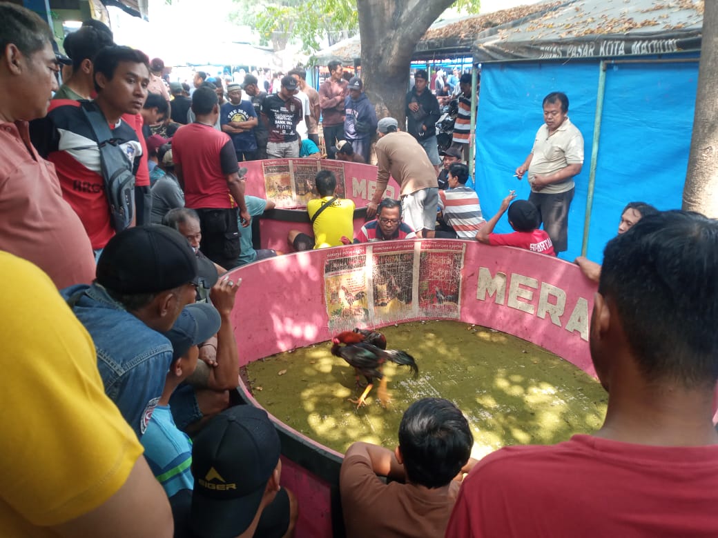 Riuhnya Menyaksikan Hobi Laki-laki Ngabar Jago di Pasar Manuk Madiun