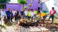 Warga Minang Kota Kupang (IKM-SS) Kupang Gelar Pemotongan Hewan Kurban 22 Ekor Sapi