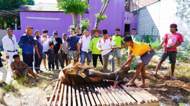 Warga Minang Kota Kupang (IKM-SS) Kupang Gelar Pemotongan Hewan Kurban 22 Ekor Sapi