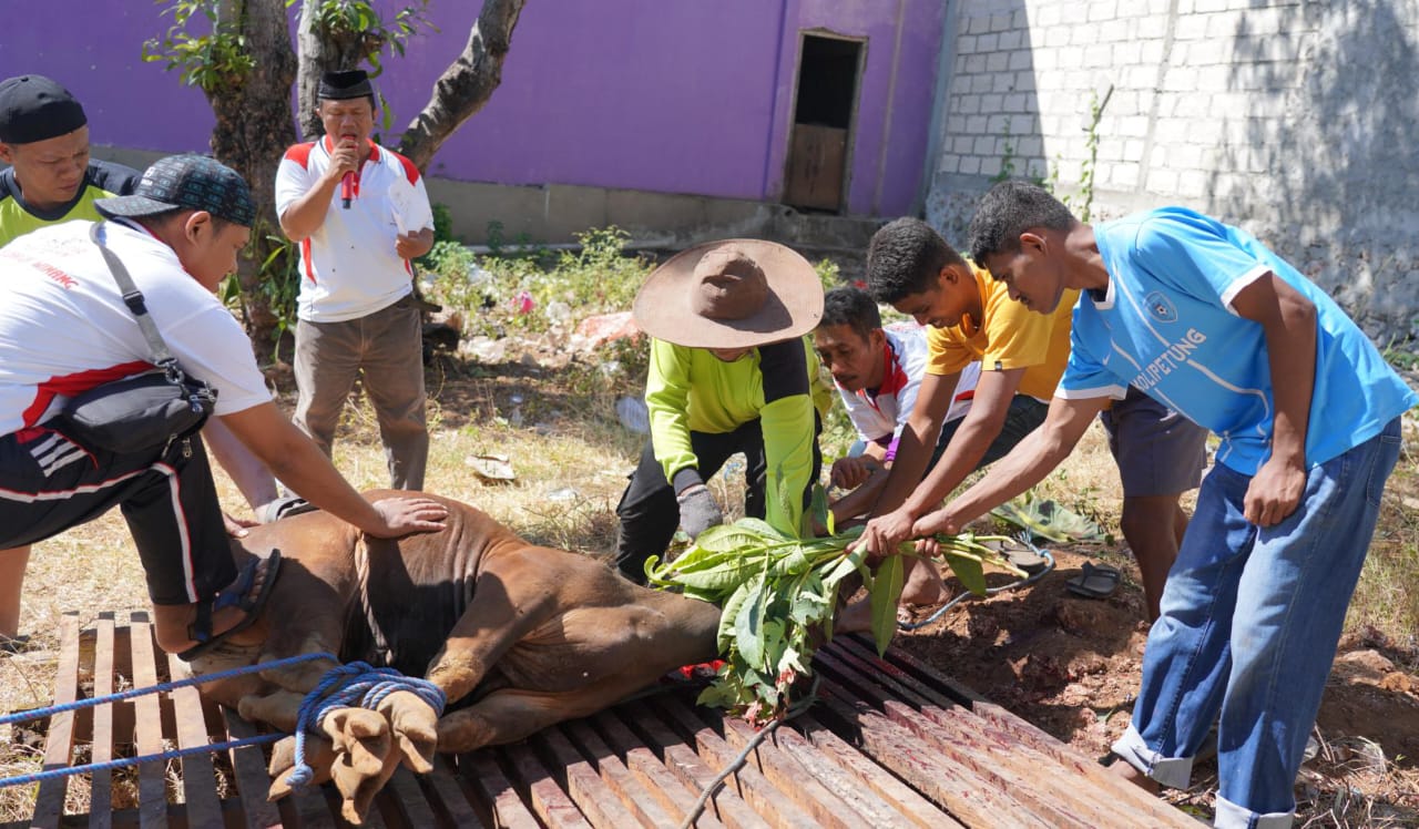 Warga Minang Kota Kupang (IKM-SS) Kupang Gelar Pemotongan Hewan Kurban 22 Ekor Sapi