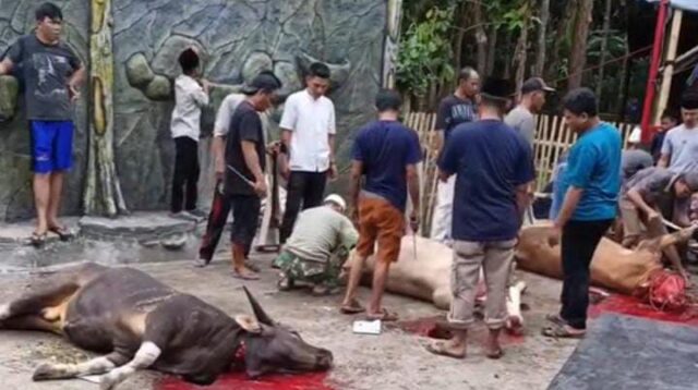 Perayaan Idul Adha 1445 H di Desa Tanjung Jati: Momen Silaturahmi dan Gotong Royong Kental Terjalin