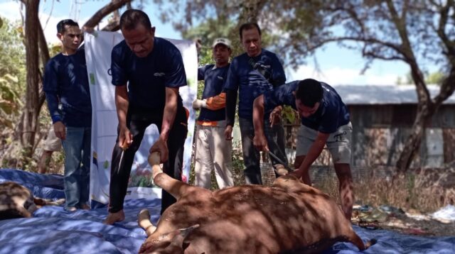 Damar Institute Kembali Dipercaya untuk Menyalurkan Hewan Kurban di Kota Kupang
