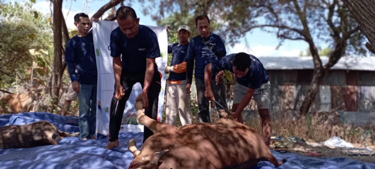 Damar Institute Kembali Dipercaya untuk Menyalurkan Hewan Kurban di Kota Kupang