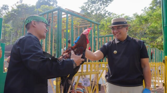 Pj. Walikota Cimahi Buka Kontes Ayam Pelung Gema Lokananta II Tingkat Kota/Kabupaten 