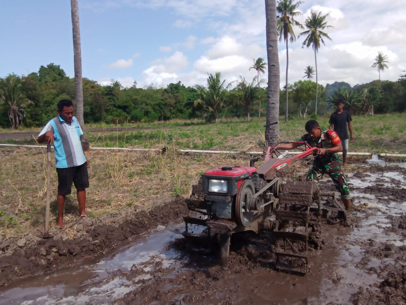 Dukung Ketahanan Pangan, Babinsa Koramil 03/Pahunga Lodu Bantu Petani Membajak Sawah