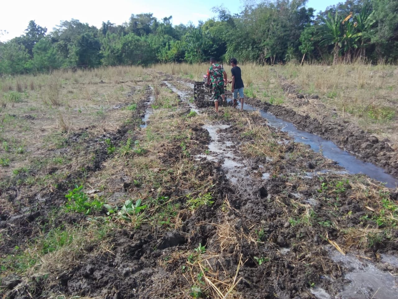 Dukung Ketahanan Pangan, Babinsa Koramil 03/Pahunga Lodu Bantu Petani Membajak Sawah