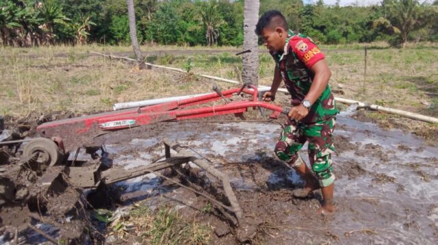 Dukung Ketahanan Pangan, Babinsa Koramil 03/Pahunga Lodu Bantu Petani Membajak Sawah