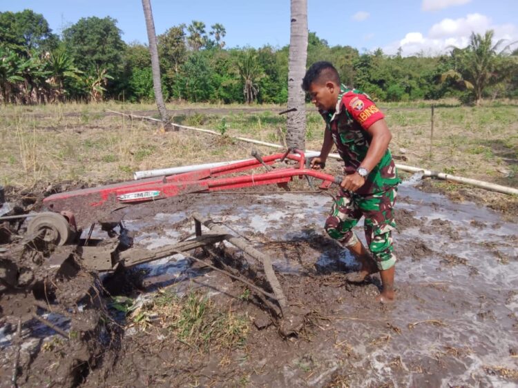 Dukung Ketahanan Pangan, Babinsa Koramil 03/Pahunga Lodu Bantu Petani Membajak Sawah