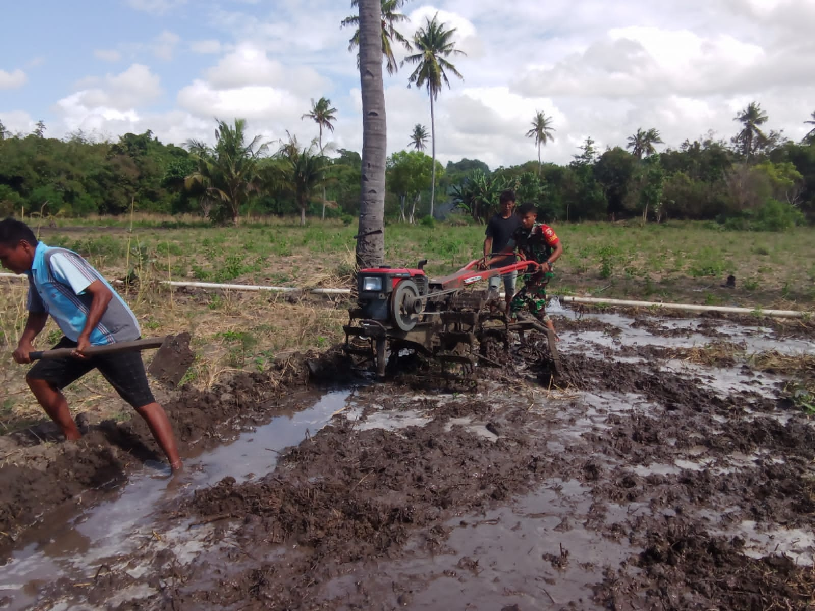 Dukung Ketahanan Pangan, Babinsa Koramil 03/Pahunga Lodu Bantu Petani Membajak Sawah