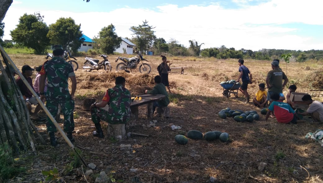 Peduli Dengan Petani Hortikultura, Babinsa Lewa Sambangi Petani Melon