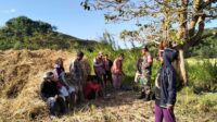 Babinsa Serma Gede Sukerane Turun Ke Sawah Bantu Petani Panen Padi