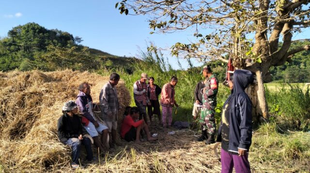 Babinsa Serma Gede Sukerane Turun Ke Sawah Bantu Petani Panen Padi