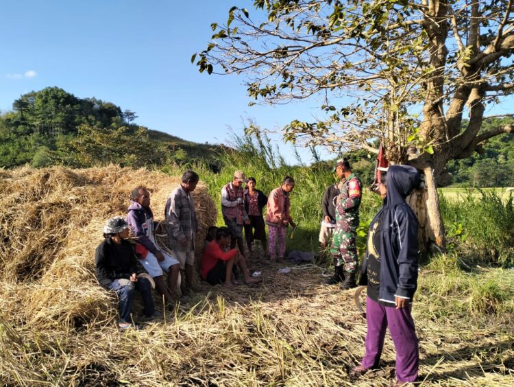 Babinsa Serma Gede Sukerane Turun Ke Sawah Bantu Petani Panen Padi