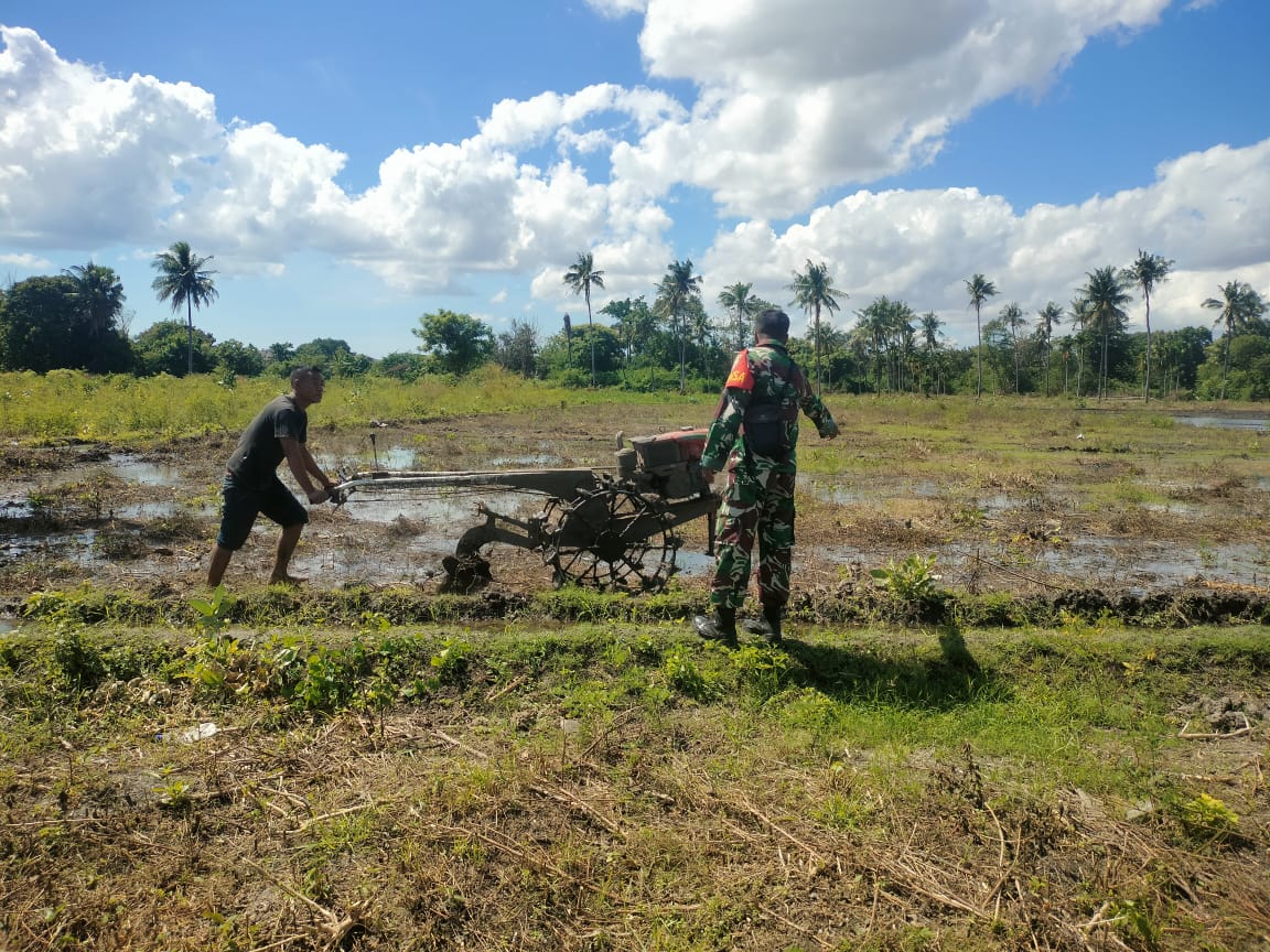 Babinsa Koramil 05/Kota Waingapu Melaksanakan Monitoring Ketahanan Pangan  Di Wilayah Binaannya