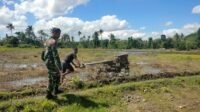 Babinsa Koramil 05/Kota Waingapu Melaksanakan Monitoring Ketahanan Pangan  Di Wilayah Binaannya