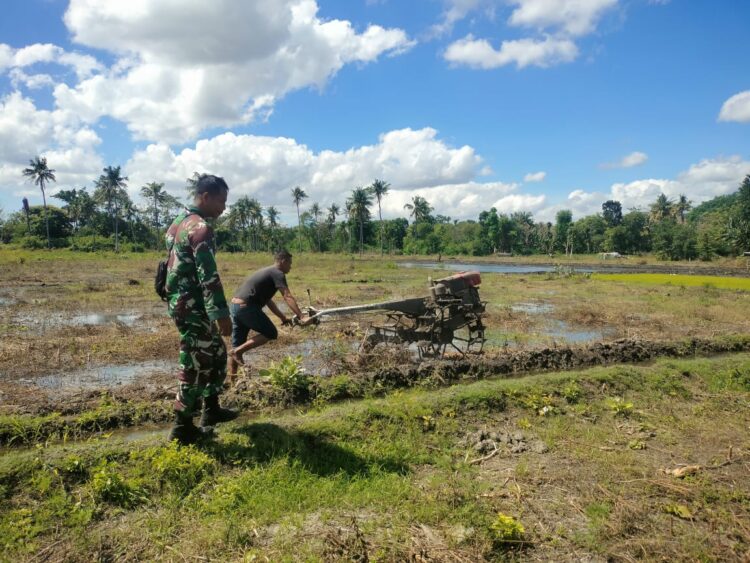 Babinsa Koramil 05/Kota Waingapu Melaksanakan Monitoring Ketahanan Pangan  Di Wilayah Binaannya