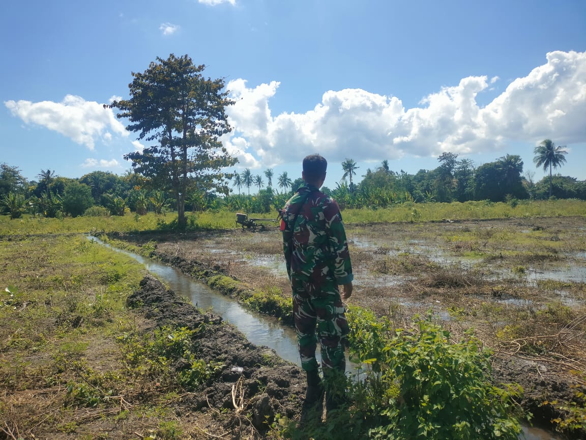 Babinsa Koramil 05/Kota Waingapu Melaksanakan Monitoring Ketahanan Pangan  Di Wilayah Binaannya