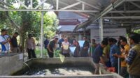 Perluas Lapangan Kerja, Bukit Asam (PTBA) Dorong Budidaya Ikan Gabus di Desa Tanjung Agung
