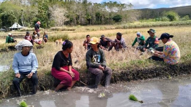 Dukung Ketahanan Pangan, Babinsa Koramil 01/Lewa Turun Langsung Ke Sawah