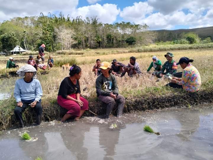 Dukung Ketahanan Pangan, Babinsa Koramil 01/Lewa Turun Langsung Ke Sawah