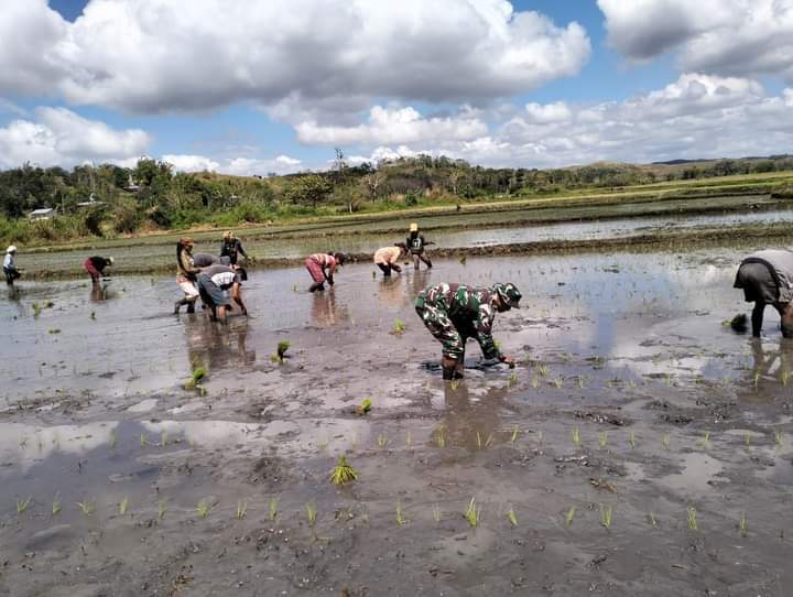 Dukung Ketahanan Pangan, Babinsa Koramil 01/Lewa Turun Langsung Ke Sawah