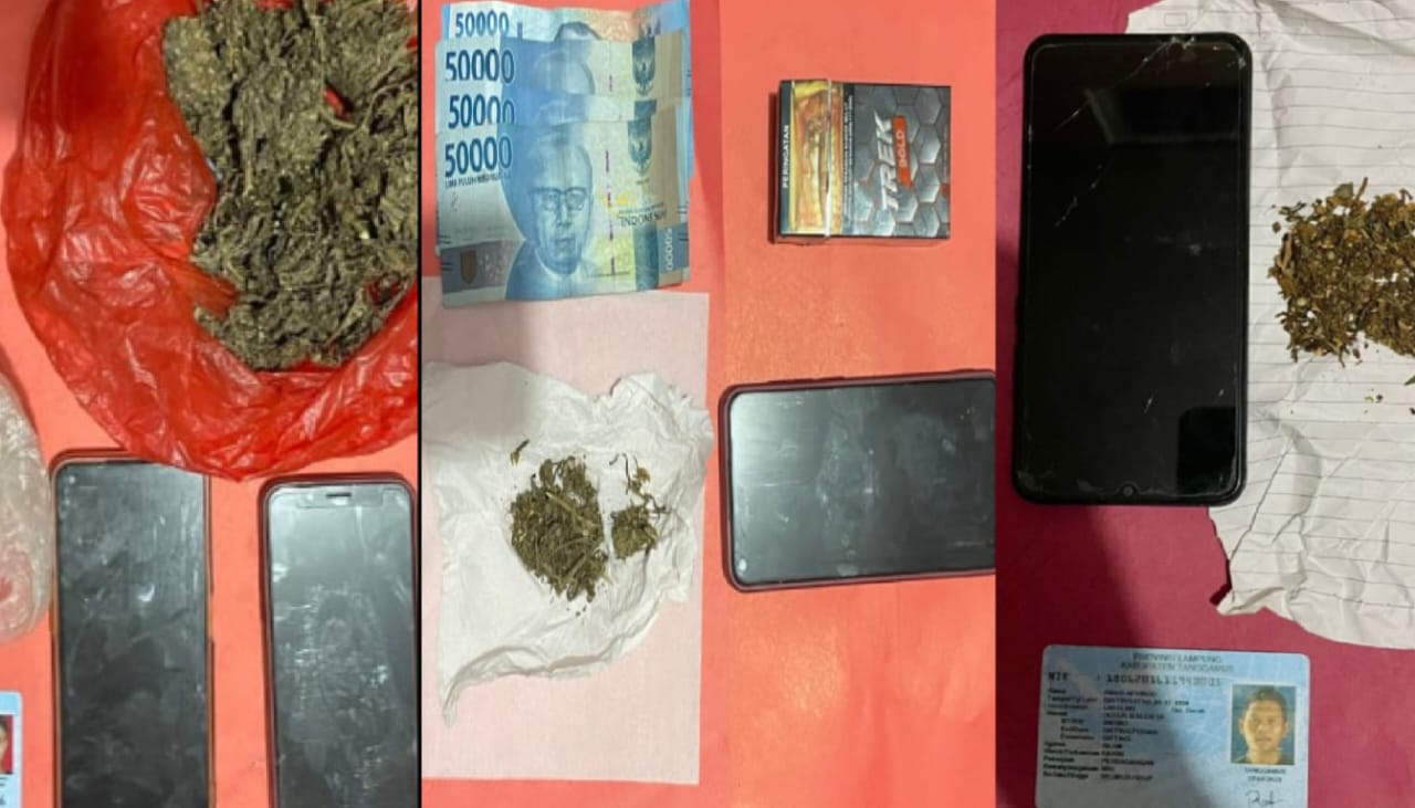 Satresnarkoba Polres Tanggamus Berhasil Tangkap Empat Pelaku Tindak Pidana Narkotika Ganja