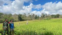 Babinsa Rindi Umalulu Komsos Dan Memantau Para Petani Sebagai Wujud Kepedulian Guna Meningkatkan Hasil Pertanian