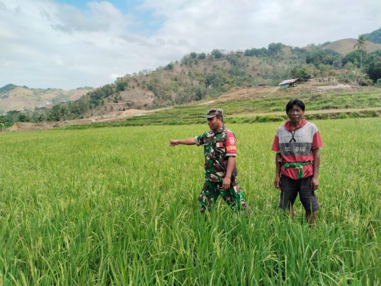 Wujudkan Swasembada Pangan Di Wilayah, Babinsa Komsos Dengan Kelompok Tani
