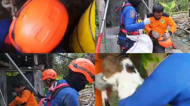 Damkar Selamatkan Kambing 'Terjebak Ranjau', Terjerumus Masuk Sumur 17 Meter di Ngawi