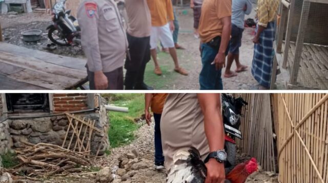 Aksi Kejar-kejaran Saat Grebek Judi Sabung Ayam, Polsek Bolo Amankan 4 Ekor Ayam Aduan