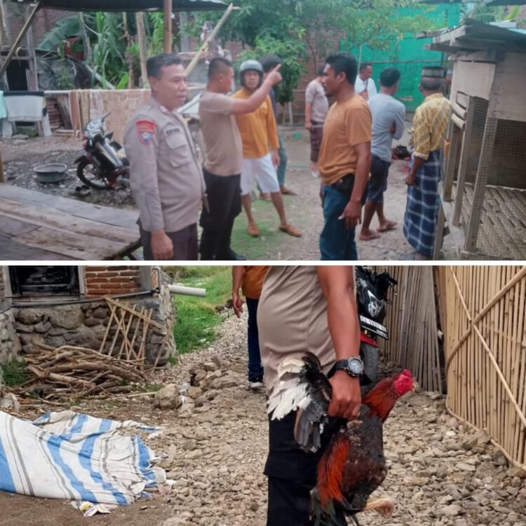 Aksi Kejar-kejaran Saat Grebek Judi Sabung Ayam, Polsek Bolo Amankan 4 Ekor Ayam Aduan