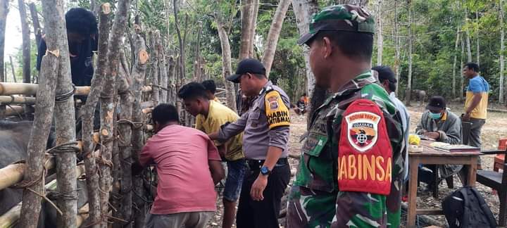 Babinsa Koramil 01/Lewa Bersama Babinkamtibmas Dampingi Dinas Peternakan Vaksin Hewan