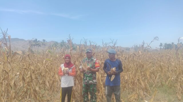 Babinsa Desa Tangga Baru Serka Nasarudin Bantu Petani Panen Raya Jagung