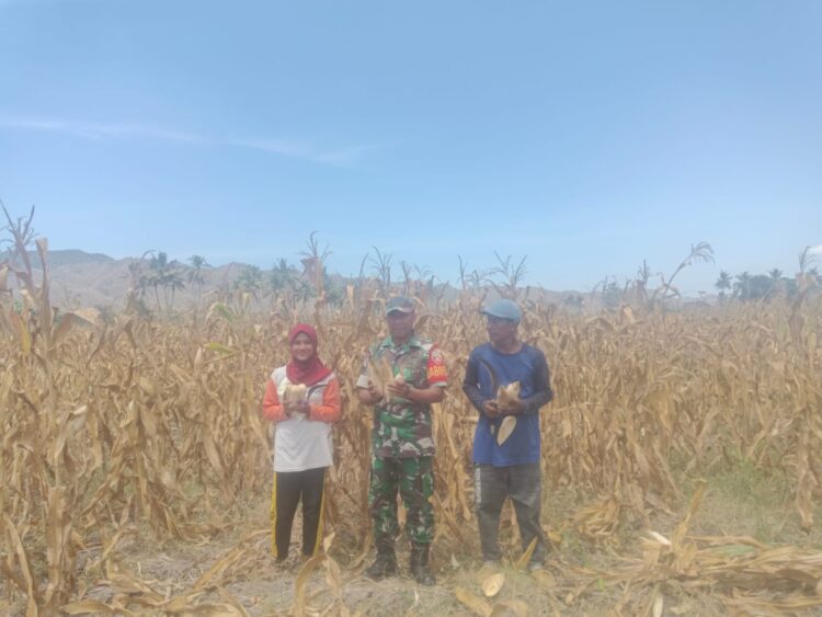 \Babinsa Desa Tangga Baru Serka Nasarudin Bantu Petani Panen Raya Jagung Babinsa Desa Tangga Baru Serka Nasarudin Bantu Petani Panen Raya Jagung