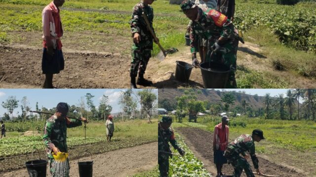 Babinsa Koramil 05/Waingapu Bantu Petani Rawat Kebun Sayur Untuk Sukseskan Ketahanan Pangan