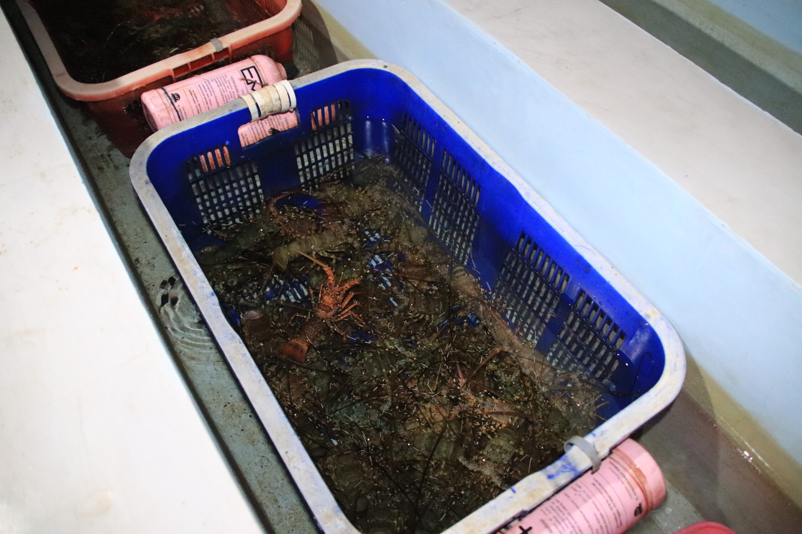 DKP Jabar Berhasil Lepas 300 Ekor Lobster ke Laut