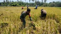 Sukseskan Ketahanan Pangan, Babinsa Koramil 05/Waingapu Bantu Petani Panen Padi