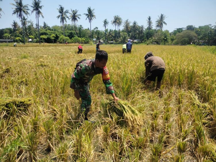 Sukseskan Ketahanan Pangan, Babinsa Koramil 05/Waingapu Bantu Petani Panen Padi