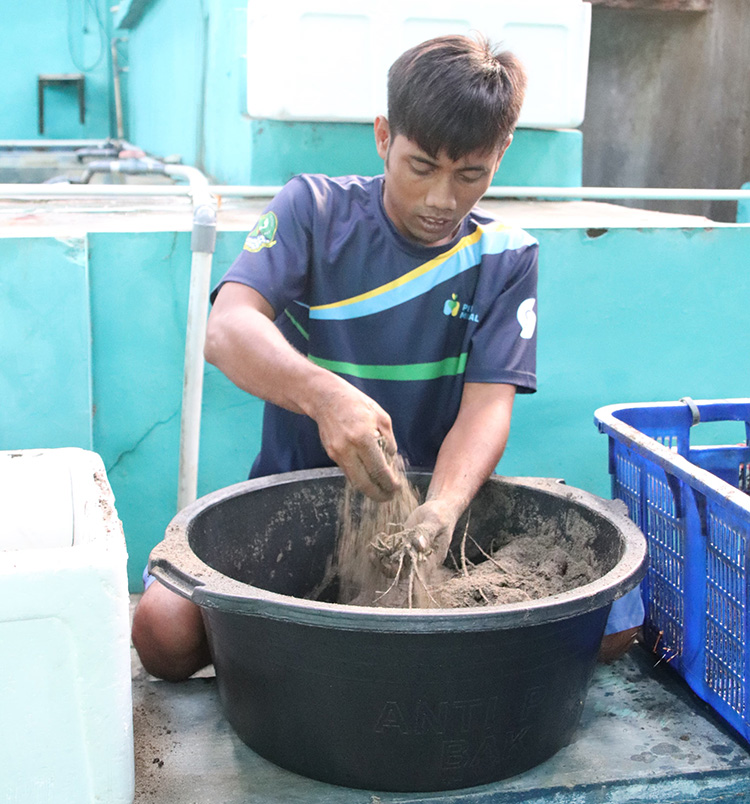 DKP Jabar Berhasil Lepas 300 Ekor Lobster ke Laut