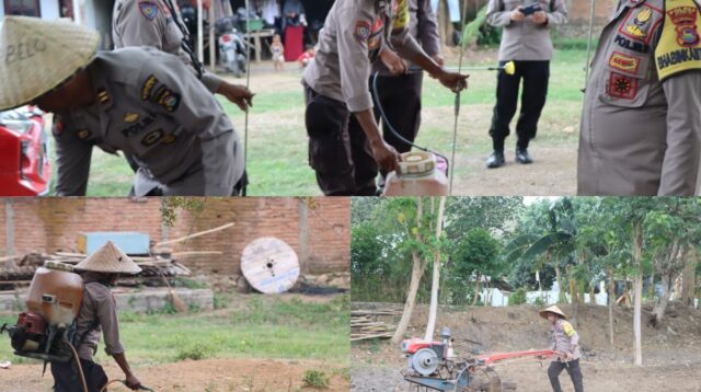 Presiden RI Canangkan Program Ketahanan Pangan, Polres Bima Olah Sawah di Polsek Belo