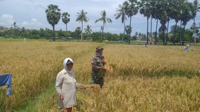 Babinsa Koramil 05/Waingapu Bantu Warga Binaan Memotong Padi