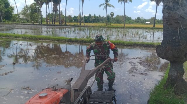 Babinsa Koramil 05/Waingapu Dampingi Petani Olah Sawah Gunakan Traktor